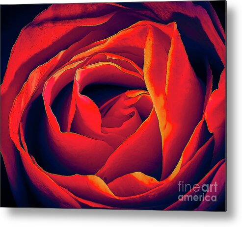 Rose Metal Print featuring the photograph Rose by Charles Muhle