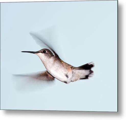 Animal Themes Metal Print featuring the photograph Ruby-throated Hummingbird In Flight by Jim Mckinley