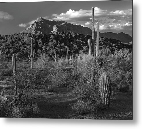 Disk1216 Metal Print featuring the photograph Saguaro Cacti, Picacho Mts by Tim Fitzharris