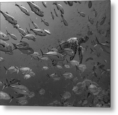 Disk1215 Metal Print featuring the photograph Sea Turtle And Schooling Fish by Tim Fitzharris