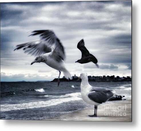 Seagulls Metal Print featuring the photograph Seagulls by Mary Capriole