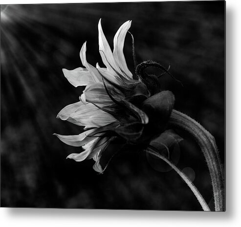 Hope Metal Print featuring the photograph Seeking that light by Alessandra RC