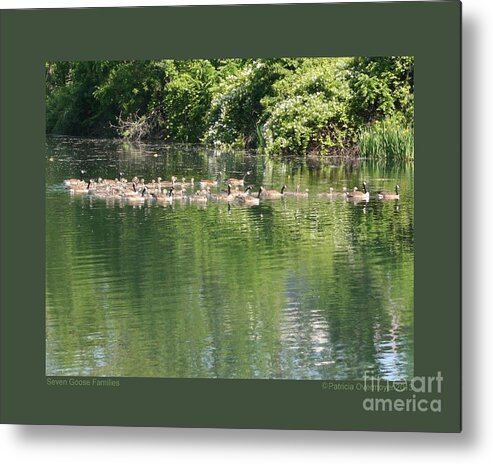 Goose Metal Print featuring the photograph Seven Goose Families by Patricia Overmoyer