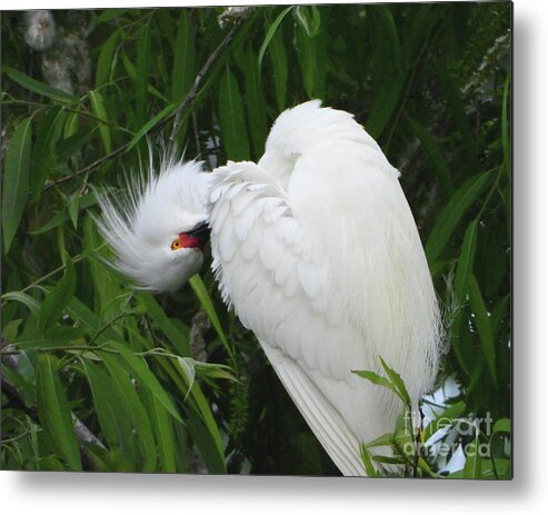 Egret Metal Print featuring the photograph Shy Egret by Scott Cameron