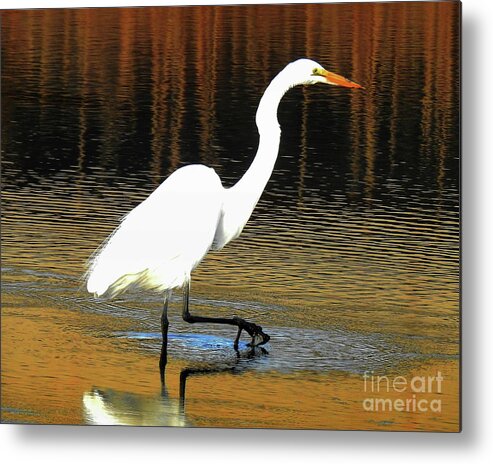 Egret Metal Print featuring the photograph Slowly I Walk by Scott Cameron