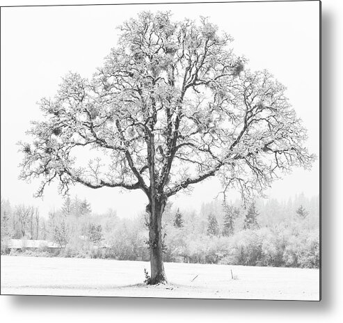 One Metal Print featuring the photograph Snow Tree by Catherine Avilez