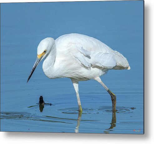 Nature Metal Print featuring the photograph Snowy Egret DMSB0180 by Gerry Gantt