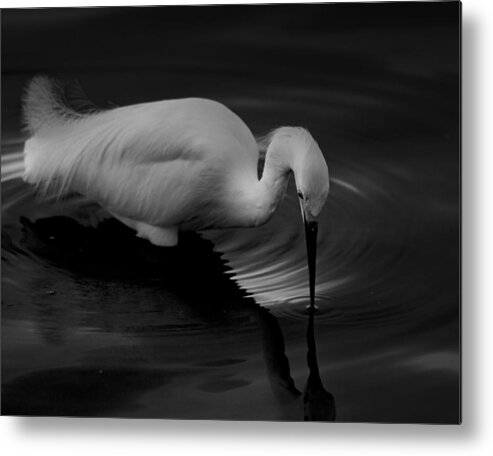 Nature Metal Print featuring the photograph Snowy Egret, Statue Of Grace by Krystina Wisniowska