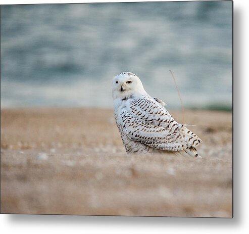 Owl Metal Print featuring the photograph Snowy Owl 5872 by Cathy Kovarik