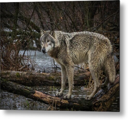 Wolf Wolves Metal Print featuring the photograph Stay Dry by Laura Hedien