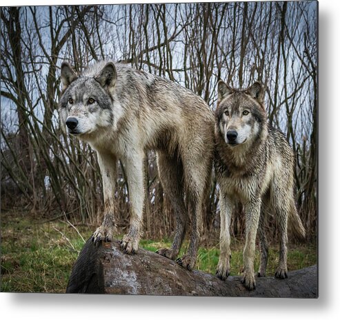 Wolves Wolf Metal Print featuring the photograph Still Watching by Laura Hedien