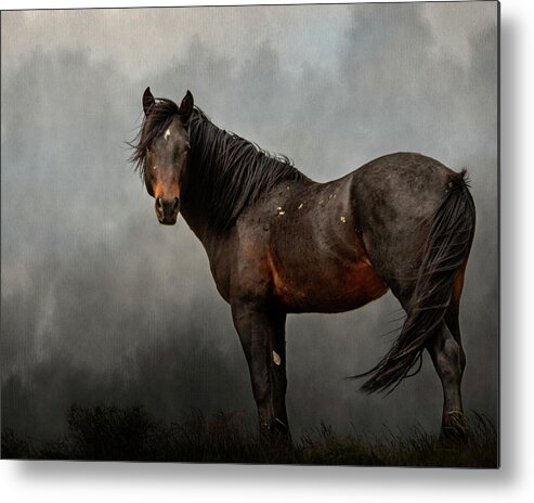 Horses Metal Print featuring the photograph Stormy by Mary Hone