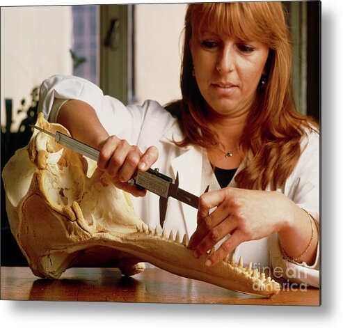 Jaw Measuring Metal Print featuring the photograph Technician Measuring The Jaw Of A Dolphin's Skull by Mauro Fermariello/science Photo Library