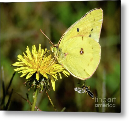 Sulphur Metal Print featuring the photograph The Bee and the Butterfly by Amy Porter