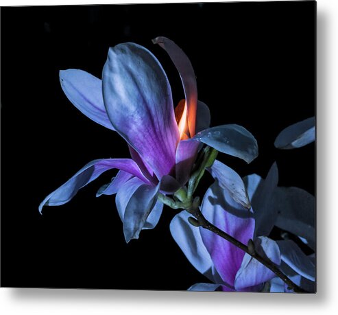 Magnolia Metal Print featuring the photograph The Inner Mounting Flame by Jerry LoFaro