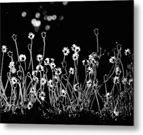 Backlight Metal Print featuring the photograph The Little Flowers by Kahar Lagaa