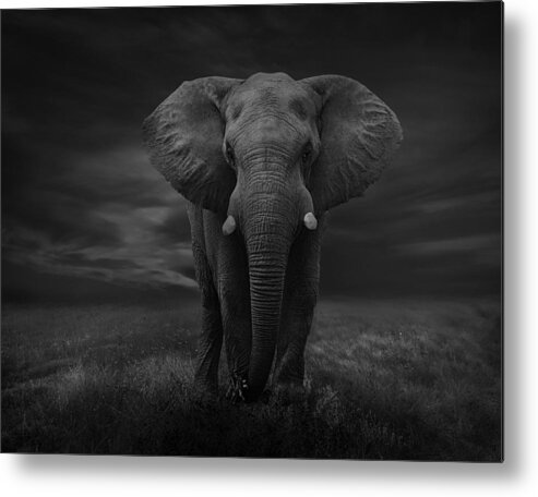 Nature Metal Print featuring the photograph The Lonely Elephant by Krystina Wisniowska