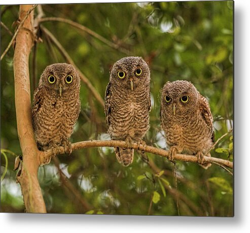Screechowlets Metal Print featuring the photograph The Three Amigos by Justin Battles