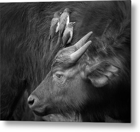 Cow Metal Print featuring the photograph Three Is A Crowd! by Ali Khataw