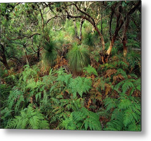 Tropical Tree Metal Print featuring the photograph Tropical Rainforest Up Behind by Richard I'anson