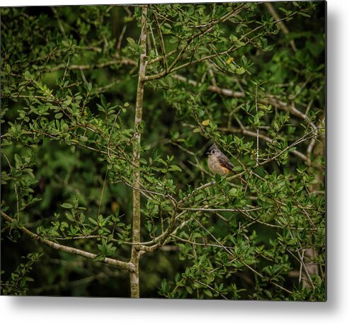 Tufted Metal Print featuring the photograph Tufted Titmouse by Judy Vincent