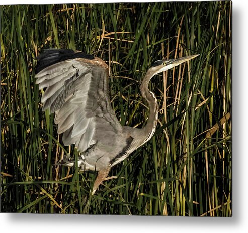 Bird Metal Print featuring the photograph Uplifting by Ray Silva