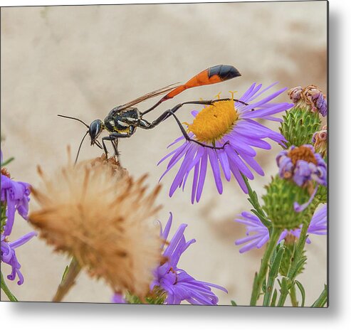 Wasp Metal Print featuring the photograph Wasp at White Sands by Adam Reinhart
