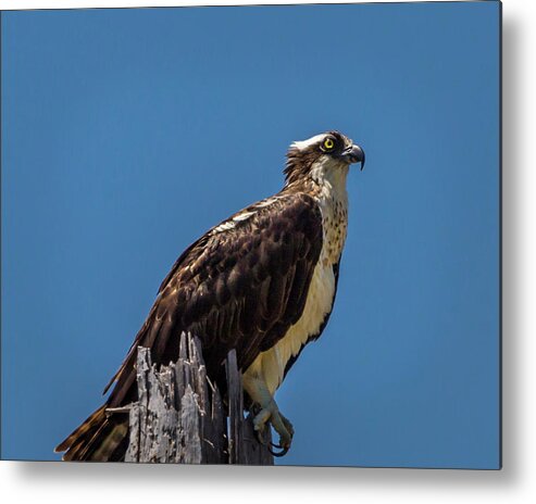 Caretta Metal Print featuring the photograph Watchful Eye by Ray Silva