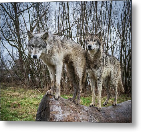 Wolves Wolf Metal Print featuring the photograph Well hello by Laura Hedien