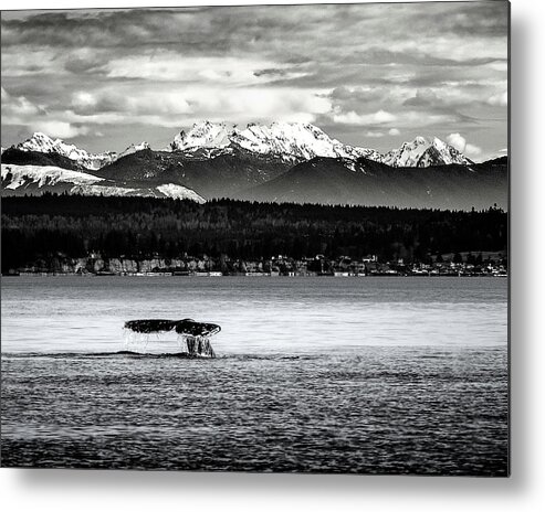 Gray Whale Metal Print featuring the digital art Whale Tail by Ken Taylor
