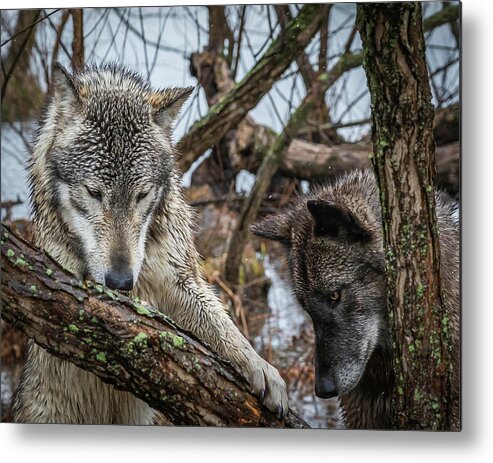 Black Wolf Wolves Metal Print featuring the photograph Whatta Ya Got by Laura Hedien