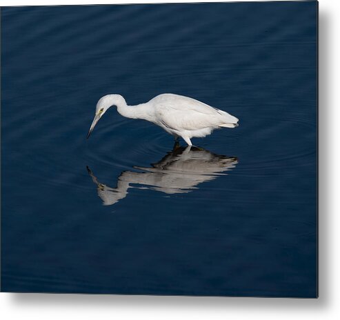 Heron Egret Water Ocean White Blue Ripple Reflection Fowl Beak Metal Print featuring the photograph White Into Blue by Jon W Wallach