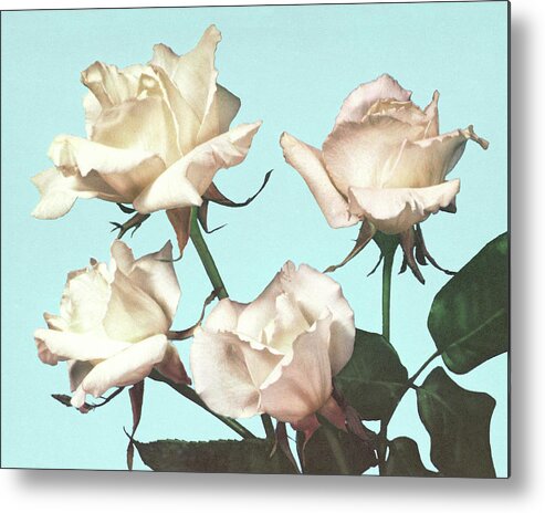 Beautiful Metal Poster featuring the drawing White Roses by CSA Images