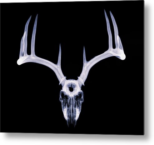 Kansas Metal Print featuring the photograph White-tailed Deer x-ray 009 by Rob Graham