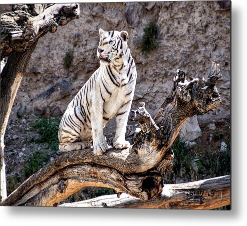 White Tiger Metal Print featuring the photograph White Tiger by Bearj B Photo Art