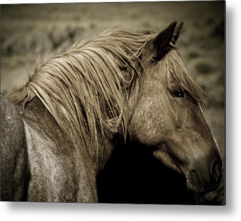 Andalusia Metal Print featuring the photograph Wild Mustangs of New Mexico 13 by Catherine Sobredo