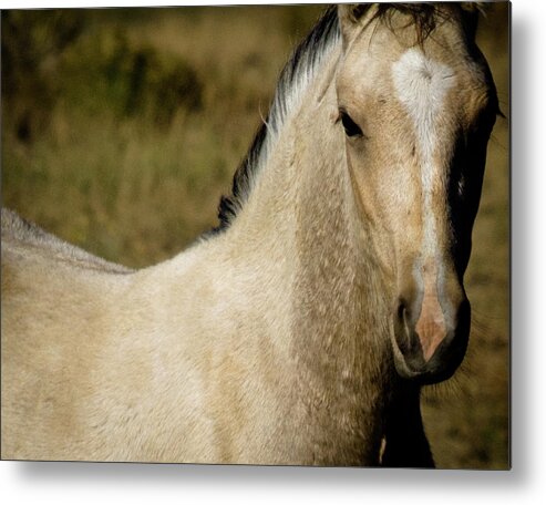 Andalusia Metal Print featuring the photograph Wild Mustangs of New Mexico 5 by Catherine Sobredo