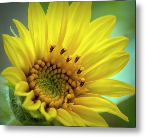 Sunflower Metal Print featuring the photograph Wild Sunflower by Cathy Kovarik