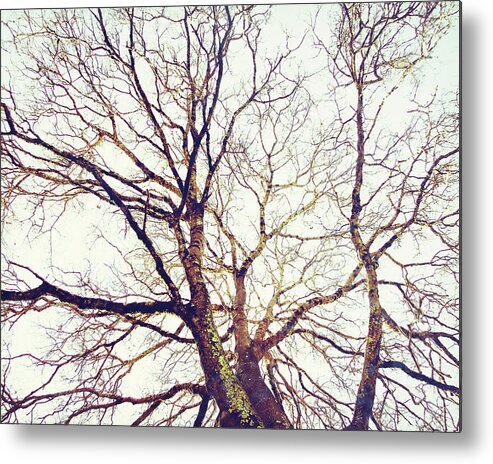 Tree Metal Print featuring the photograph Winter Sun by Lupen Grainne