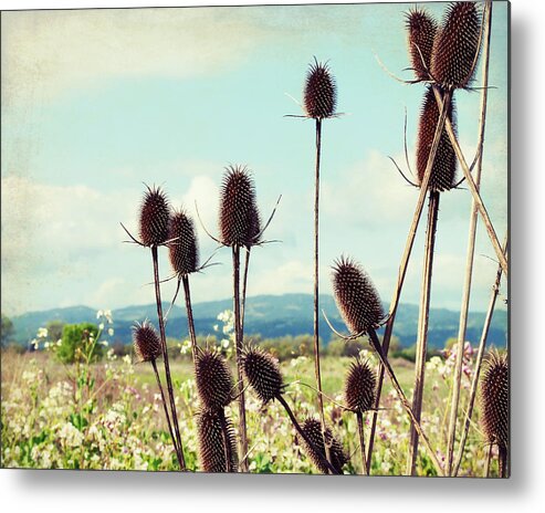 Teasel Metal Print featuring the photograph Winter Teasel by Lupen Grainne