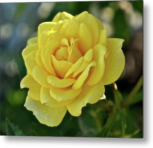 Yellow Rose Metal Print featuring the photograph Yellow Rose of Texas by Kathy Chism