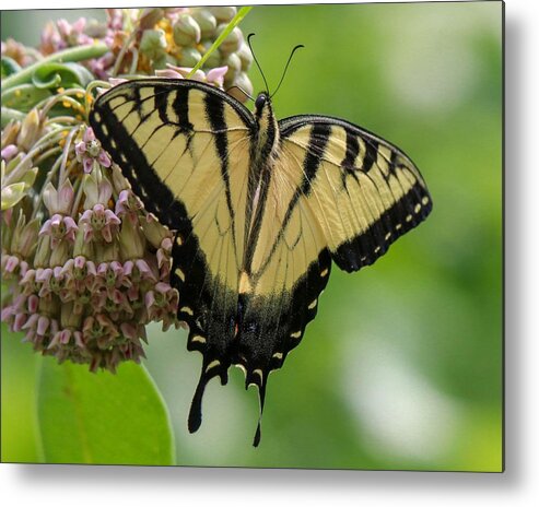 Butterfly Metal Print featuring the photograph Yellow Swallowtail Butterfly by Susan Rydberg