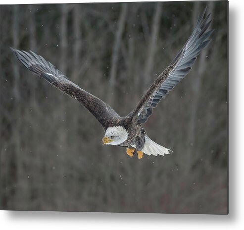 Bald Eagle Metal Print featuring the photograph Bald Eagle #1 by CR Courson