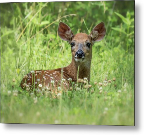 Deer Metal Print featuring the photograph Bambi by James Overesch