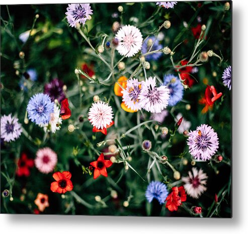 Primula Metal Print featuring the photograph Bunte Blumenwiese #1 by Joern Siegroth