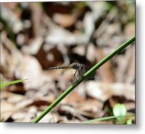 Dragonfly Metal Print featuring the photograph Dragon #1 by David Armstrong