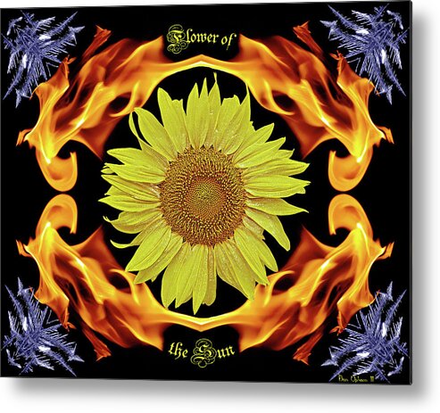 Sunflowers Metal Print featuring the photograph Flower of the Sun #1 by Ben Upham III