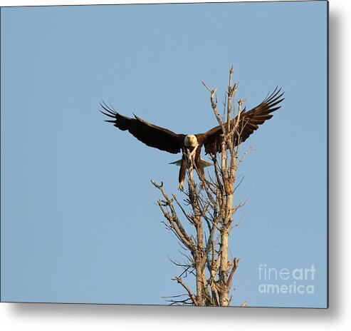Bald Eagle Metal Print featuring the photograph Incoming #1 by Heather King