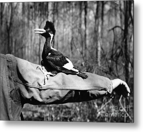 8v3737 Metal Print featuring the photograph Ivory-Billed Woodpecker Nestling #1 by James T Tanner