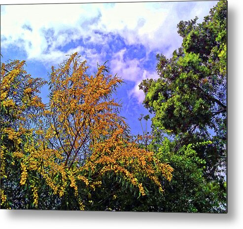 Sly Metal Print featuring the photograph Tree View #1 by Andrew Lawrence